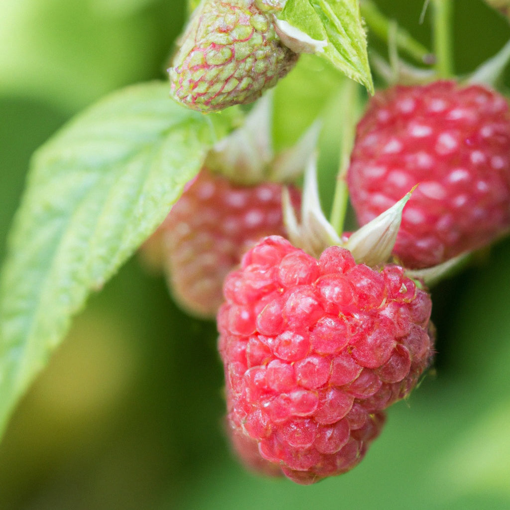 Yummy Raspberry – Lincspplants